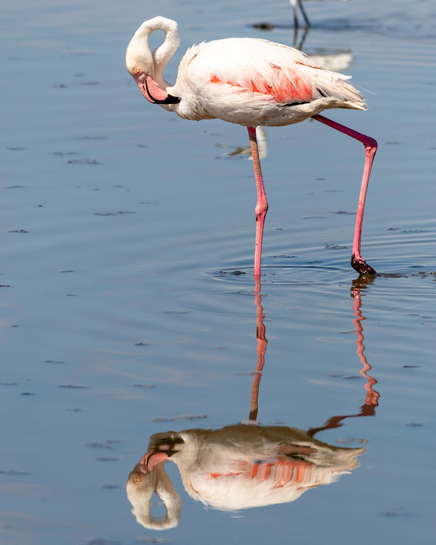 Flamingo-Park Pont de Gau