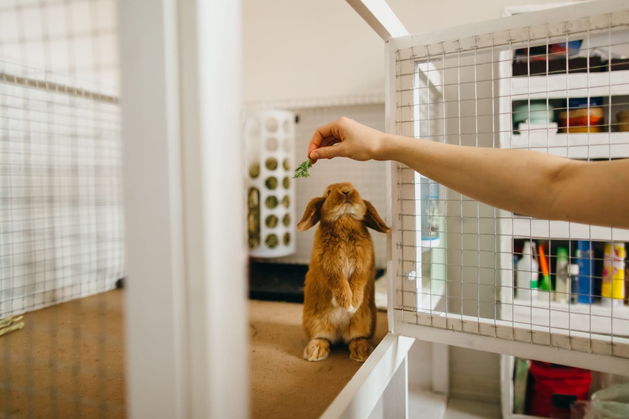 Eine Person, die ein Kaninchen füttert – Haustierbetreuung mit HomeExchange