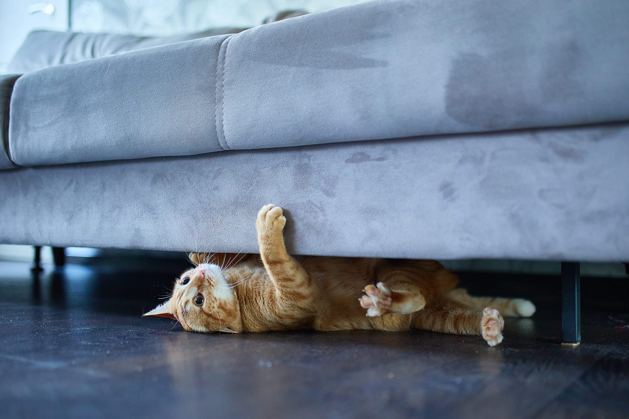 Eine Katze unter dem Sofa – Haustierbetreuung bei HomeExchange
